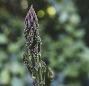 Close-up of flowering plant