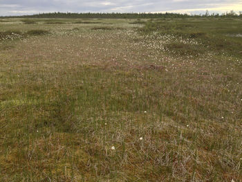 Scenic view of grassy field