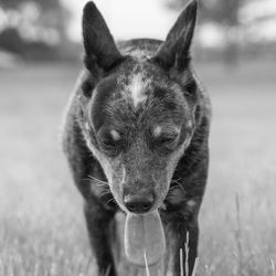 Close-up portrait of dog on field