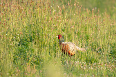 prairie