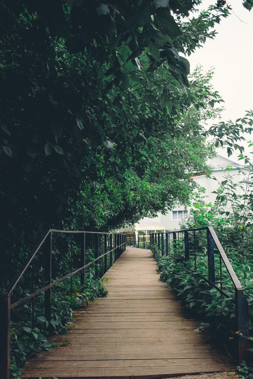 WOODEN FOOTBRIDGE ALONG PLANTS IN FOREST