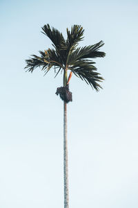 Low angle view of coconut palm tree against clear sky