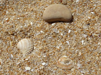 Close-up of seashell on beach