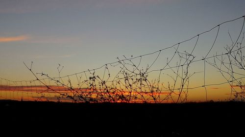 Silhouette plants on field against sky during sunset