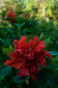 Close-up of red flower