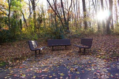 Empty bench in forest
