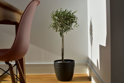 Potted plant on table at home