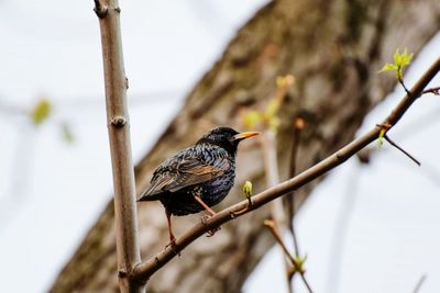 Close-up of bird perching on tree