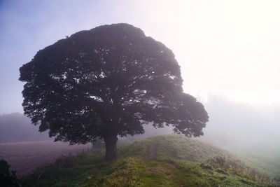 Tree on field against sky