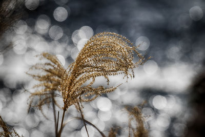 Close-up of grass against blurred background