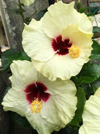 Close-up of white hibiscus blooming outdoors