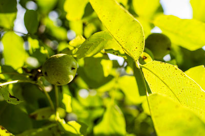 Close-up of fruit on tree