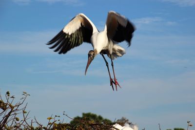 Low angle view of bird flying against sky