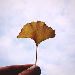 Close-up of hand holding plant