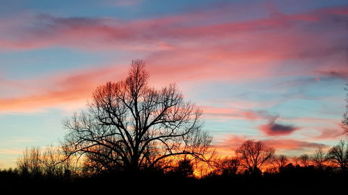 Silhouette of trees at sunset
