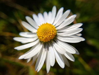 Close-up of white daisy flower