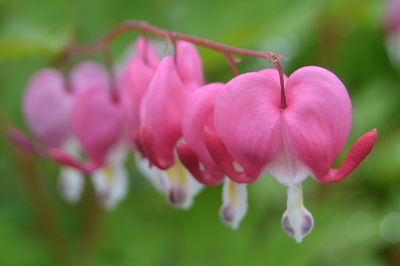 Close-up of pink flower