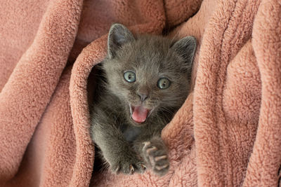Small gray cat in a pink blanket yawns. long tongue