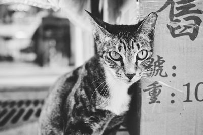 Close-up portrait of cat