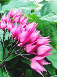 Close-up of pink flowers blooming outdoors