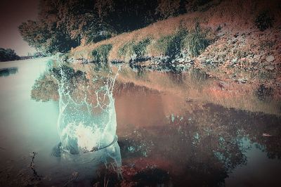 Reflection of trees in water