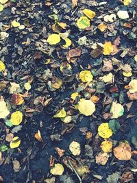 Close-up of fallen maple leaves