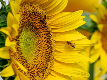 Close-up of bee on sunflower