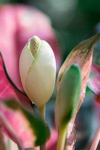 Close-up of pink flower buds