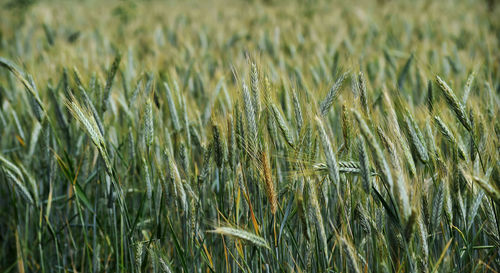 Close-up of stalks in field