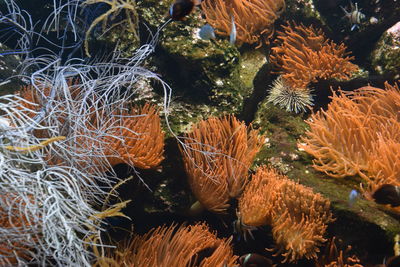 High angle view of fishes and coral in sea