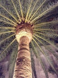 Low angle view of palm trees