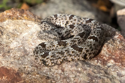 Close-up of lizard on rock