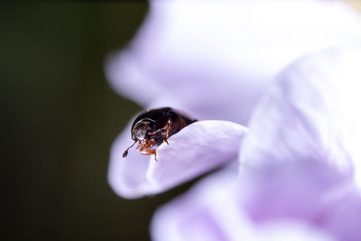 Close-up of insect on purple flower