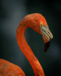 Close-up side view of a pink flamingo.