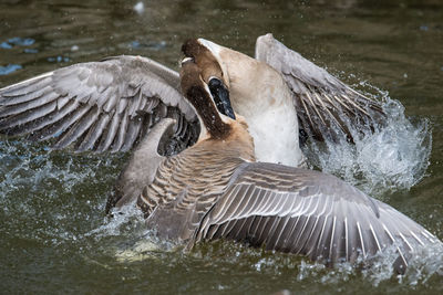 Close-up of duck swimming in lake