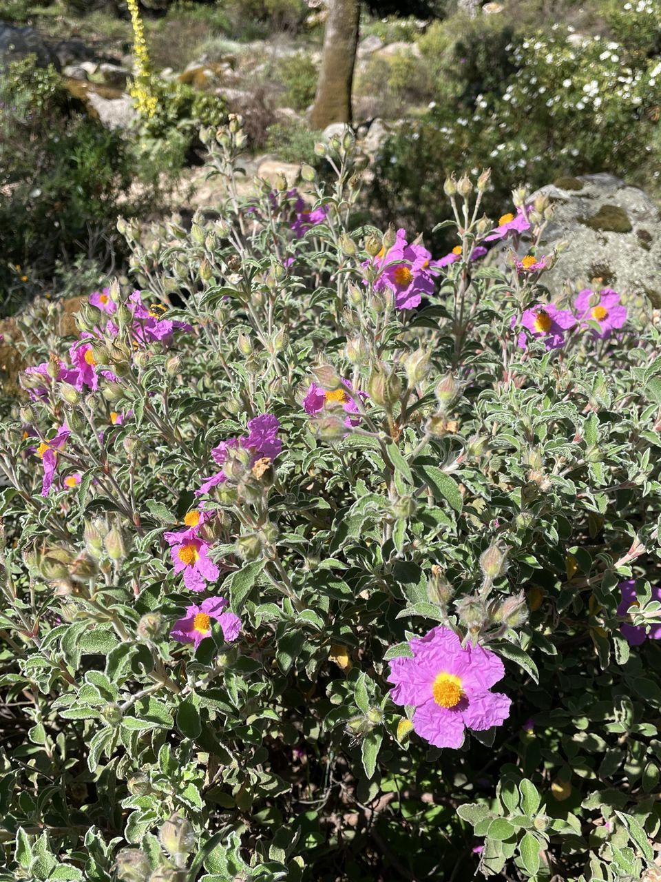 plant, flowering plant, flower, growth, beauty in nature, freshness, nature, pink, day, fragility, no people, garden, high angle view, outdoors, close-up, wildflower, petal, blossom, shrub, green, flower head, sunlight, inflorescence, plant part