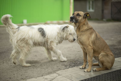 Dogs get to know each other. two stray dogs on street. animals are friends. pets without owners.