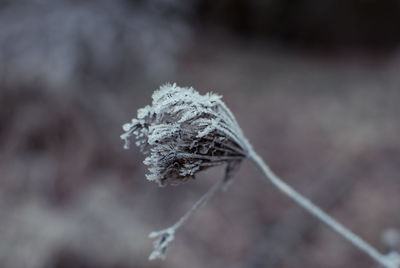 Close-up of wilted plant during winter