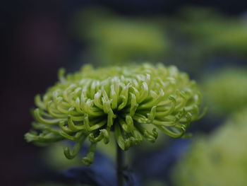 Close-up of flowering plant