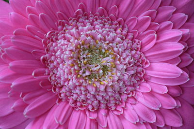 Close-up of pink dahlia blooming outdoors