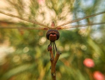Close-up of insect on plant