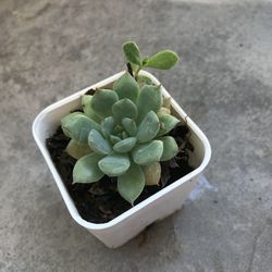 High angle view of potted plant