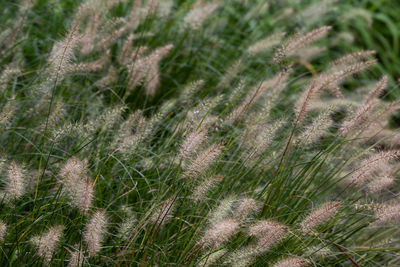 Full frame shot of stalks in field