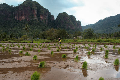 Scenic view of agricultural field against sky