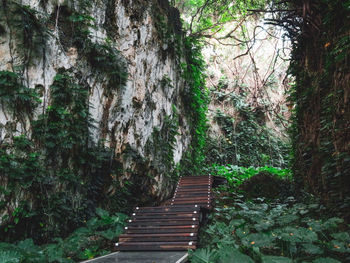 Staircase amidst trees in forest