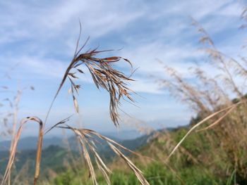 Close-up of wheat growing on field against sky