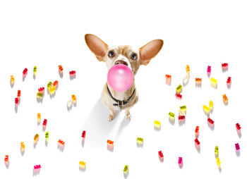 Portrait of dog with candies on white background