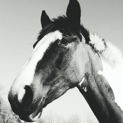 Close-up of horse against sky