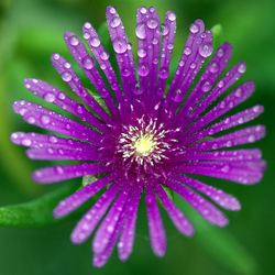 Directly above shot of wet purple flower