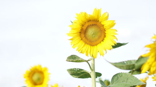 Close-up of yellow sunflower against sky